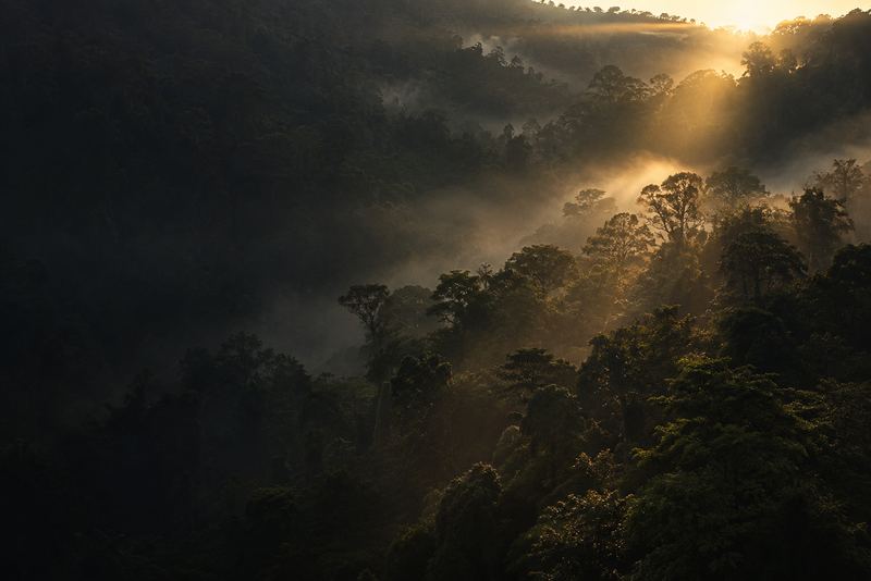 Rainforest canopy in mist with a single shaft of gold light, dark green, no people